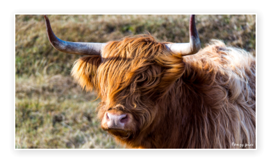 Schotse Hooglander